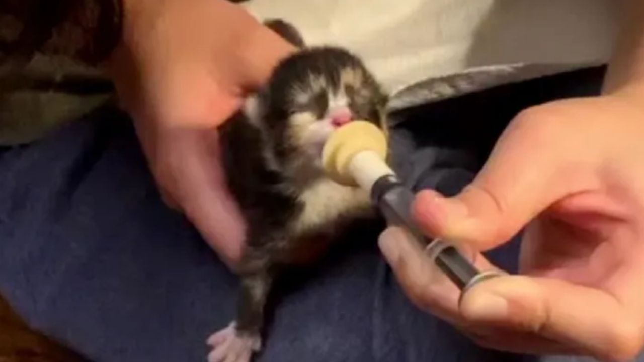 gattina beve latte