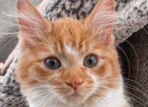 gatto fantastico