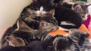 Mentre aspettava il treno, l’ha notata: all’interno della vecchia valigia la donna ha trovato dei gatti