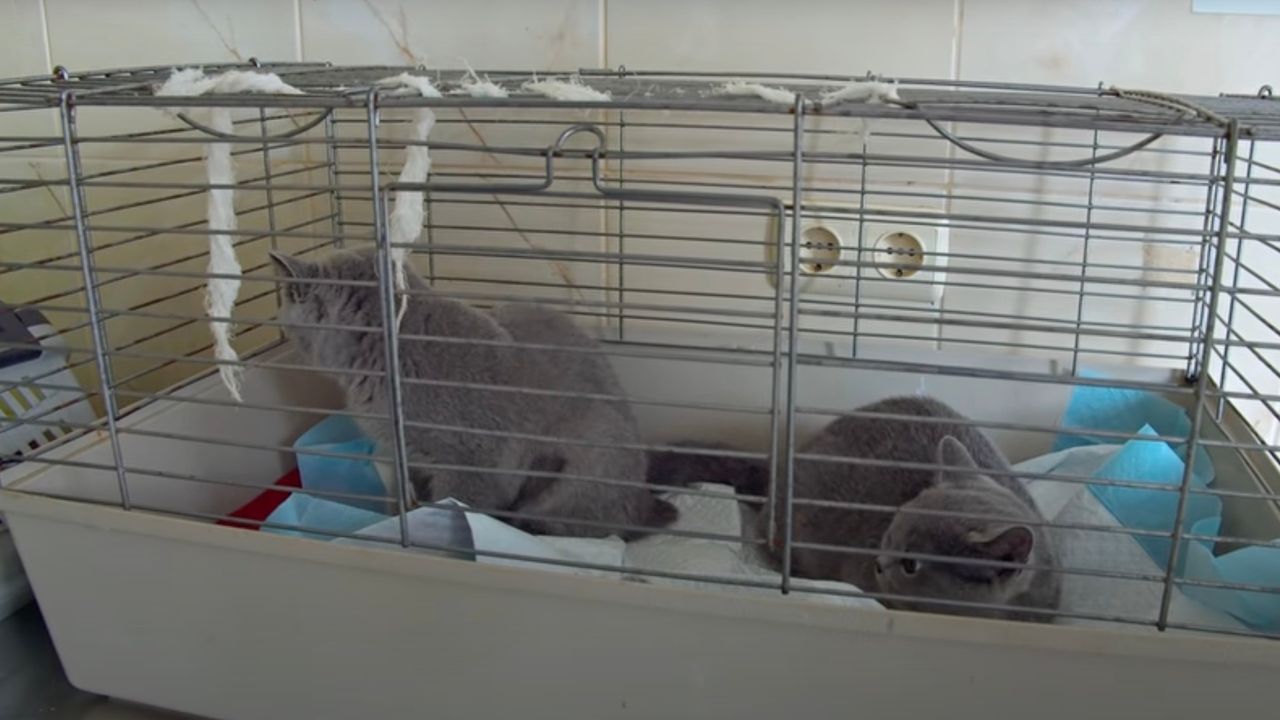 Gattini in gabbia