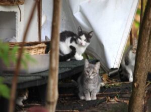 serve aiuto per i gatti della colonia di Cavallasca