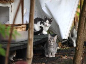 “Non devono morire di fame”: così si cerca aiuto per i gatti della colonia di Cavallasca