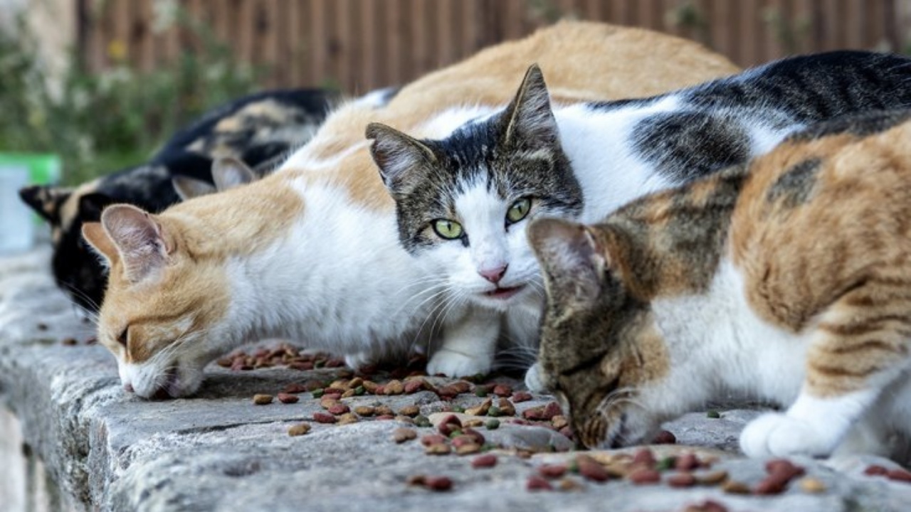 gatti della colonia di Cavallasca