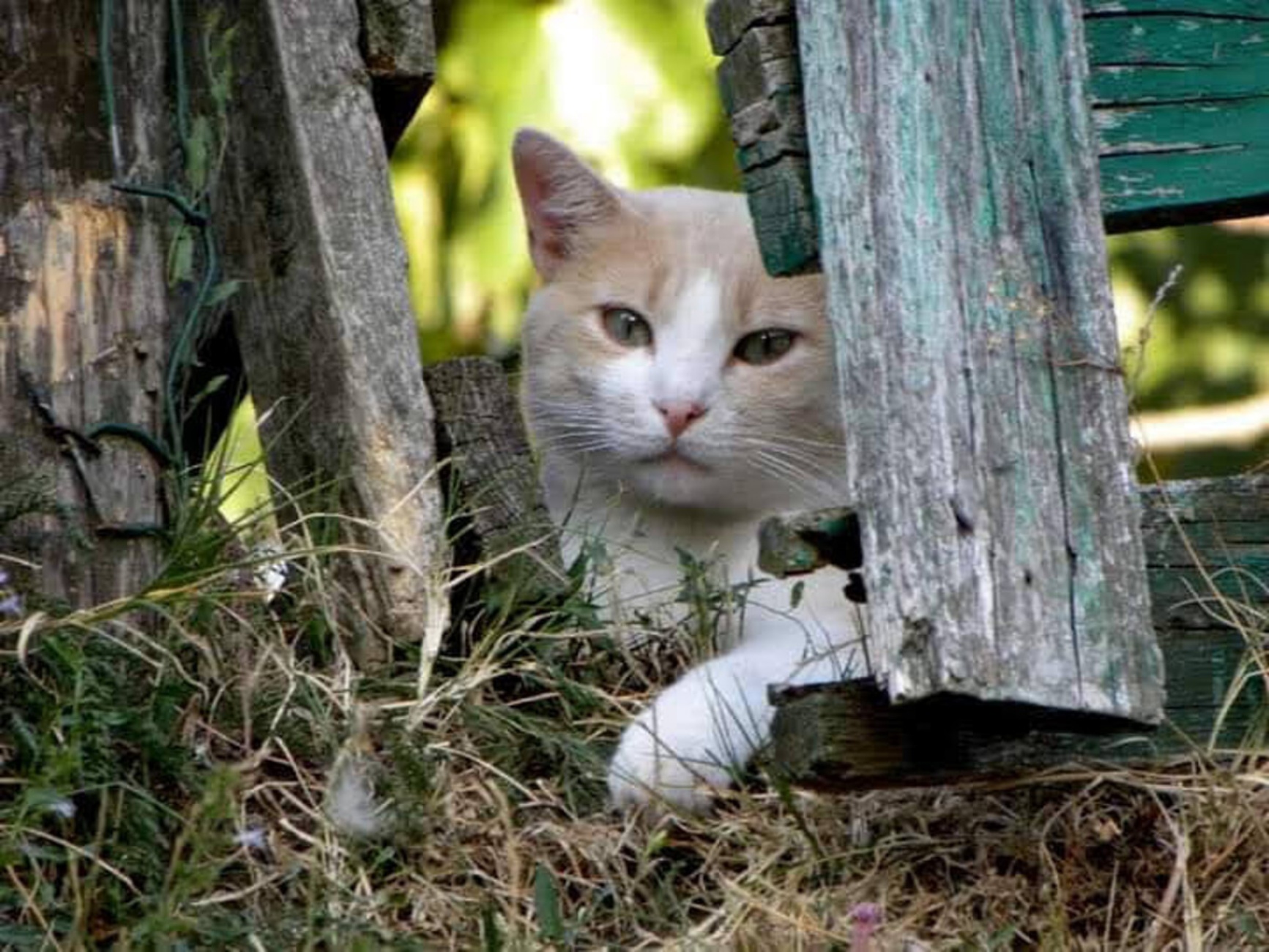 gatto di colonia