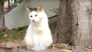 Ogni giorno, migliaia di turisti ignorano questo gatto randagio e non vogliono dargli da mangiare