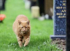 Per anni questo gatto ha confortato le persone al cimitero. Ora che è morto, gli hanno reso onore