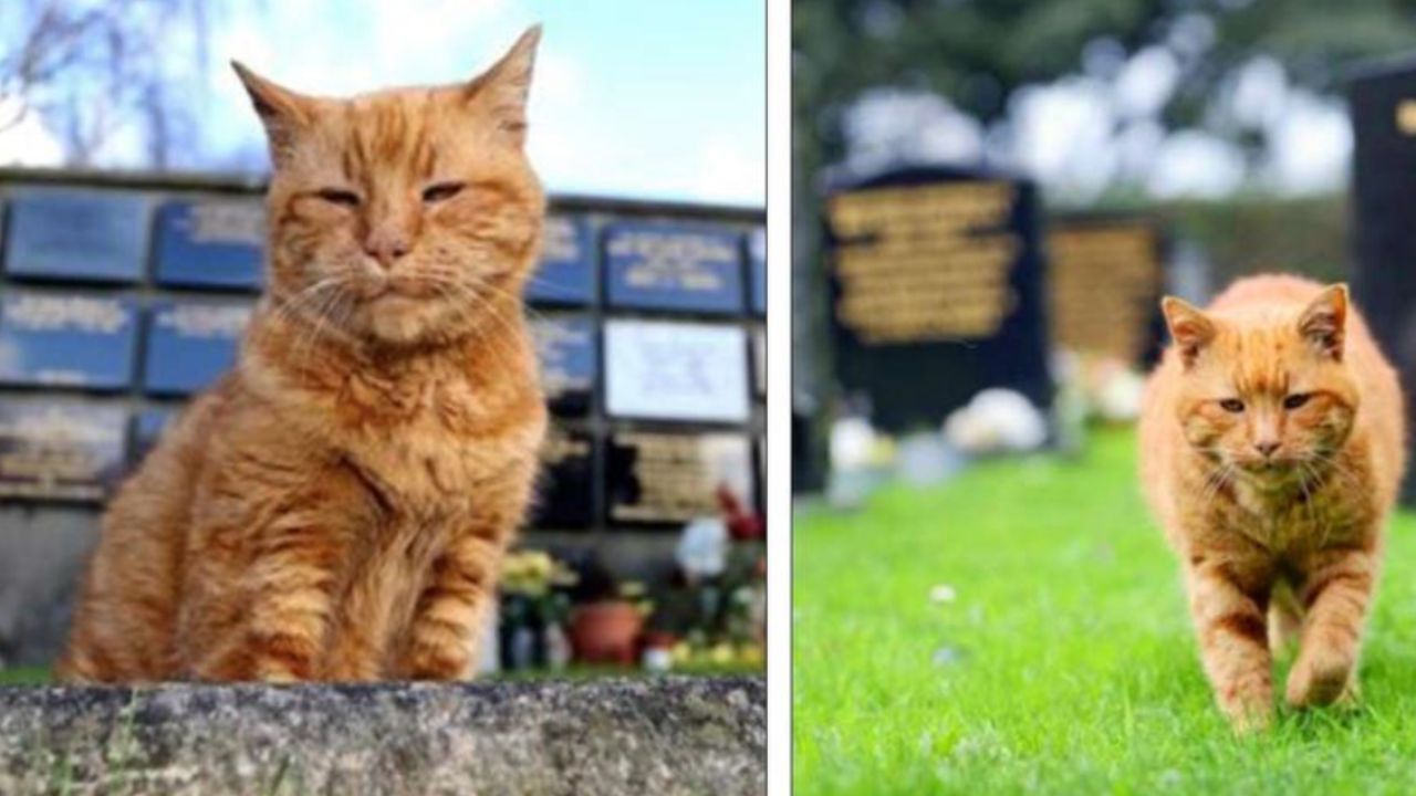 custode del cimitero