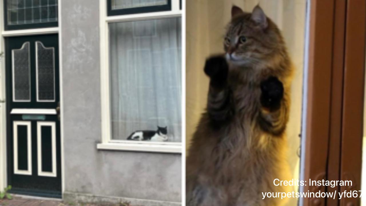 Gatti guardano dalla finestra