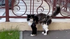 Questa gatta randagia ha inseguito tutti gli estranei che ha incontrato finché non ha trovato la sua famiglia