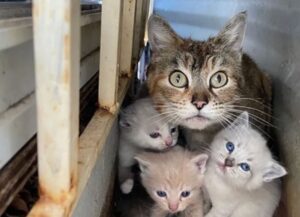 Questa mamma gatta protegge con tutte le sue forte i gattini in cortile, finché non arrivano i soccorsi