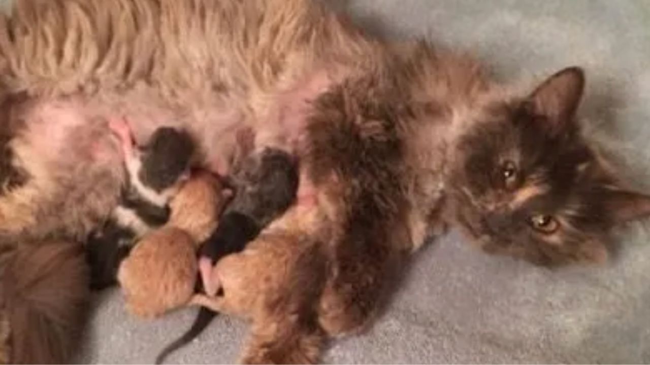 mamma nutre i gatti