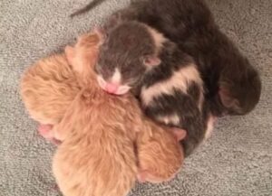 Questa mamma gatta randagia, malata, ha deciso di non nutrirsi finché tutti i suoi gattini non erano con lei
