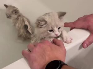 Questi 10 gattini devono fare il primo bagno, ma il loro modo di comportarsi è davvero particolare