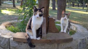 Questi gatti randagi stanno cercando di fare del loro meglio per sopravvivere da soli dentro un parco