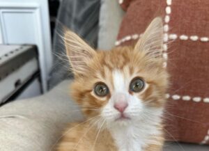 gatto malato