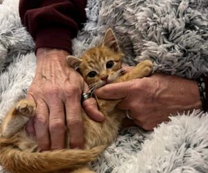 Questo gattino randagio è rimasto per giorni intrappolato nel sistema di drenaggio di un centro commerciale