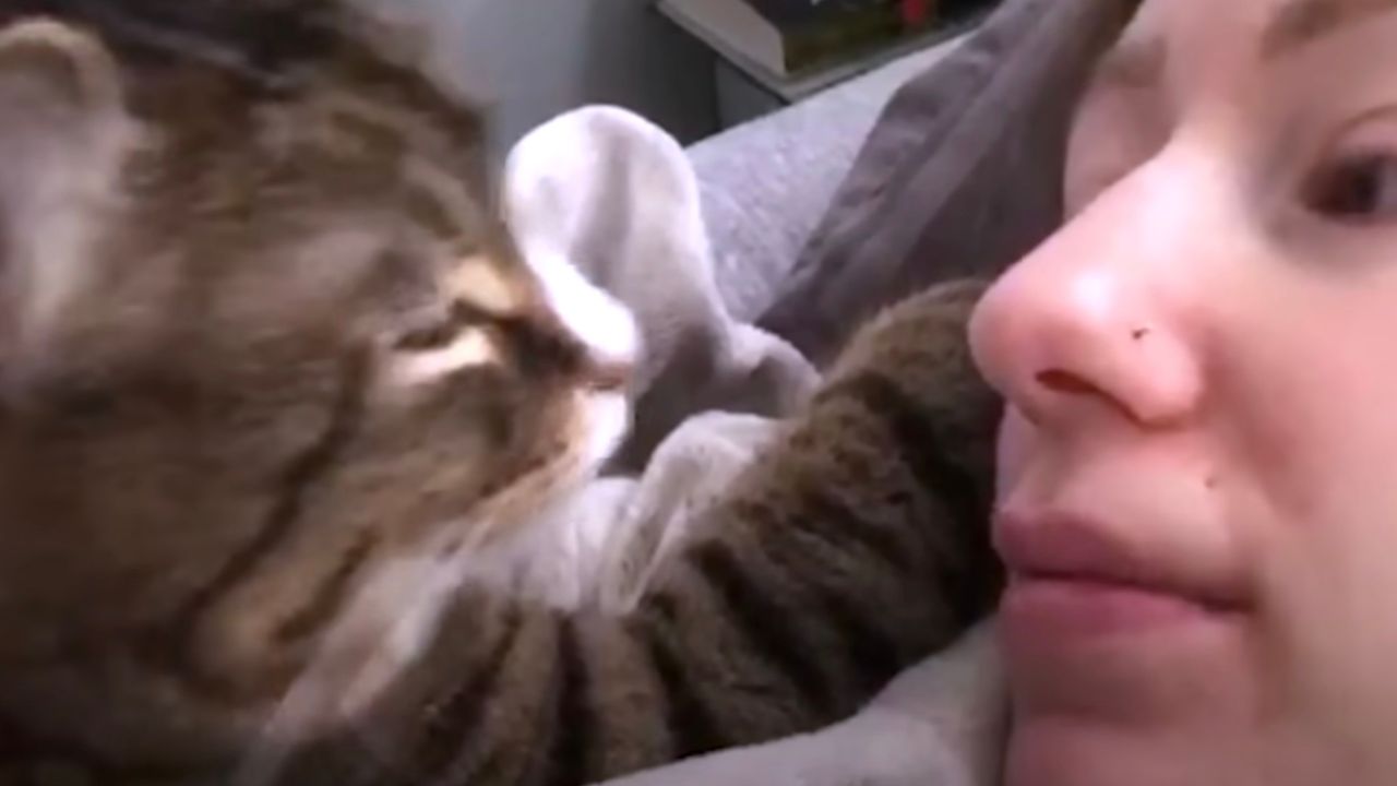 Gatto dà il buongiorno alla mamma umana