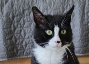 Questo gatto è stato soprannominato George Clooney e ora chiede aiuto per i suoi amici felini
