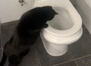 Questo gatto passa il tempo sulla vasca da bagno, ma c’è un motivo che nessuno può immaginare