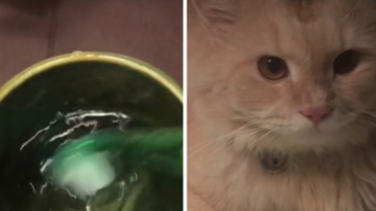 Questo video dimostra che è vero: se usi lo spazzolino sul tuo gatto si ricorderà le coccole della mamma  --- (Fonte immagine: https://www.ilmiogattoeleggenda.it/wp-content/uploads/2023/11/Questo-video-dimostra-che-e-vero-se-usi-lo-spazzolino-sul-tuo-gatto-si-ricordera-le-coccole-della-mamma.jpeg)