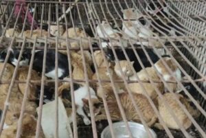 Salvati in extremis: questi mille gatti e gattini erano pronti a essere macellati per il commercio illegale