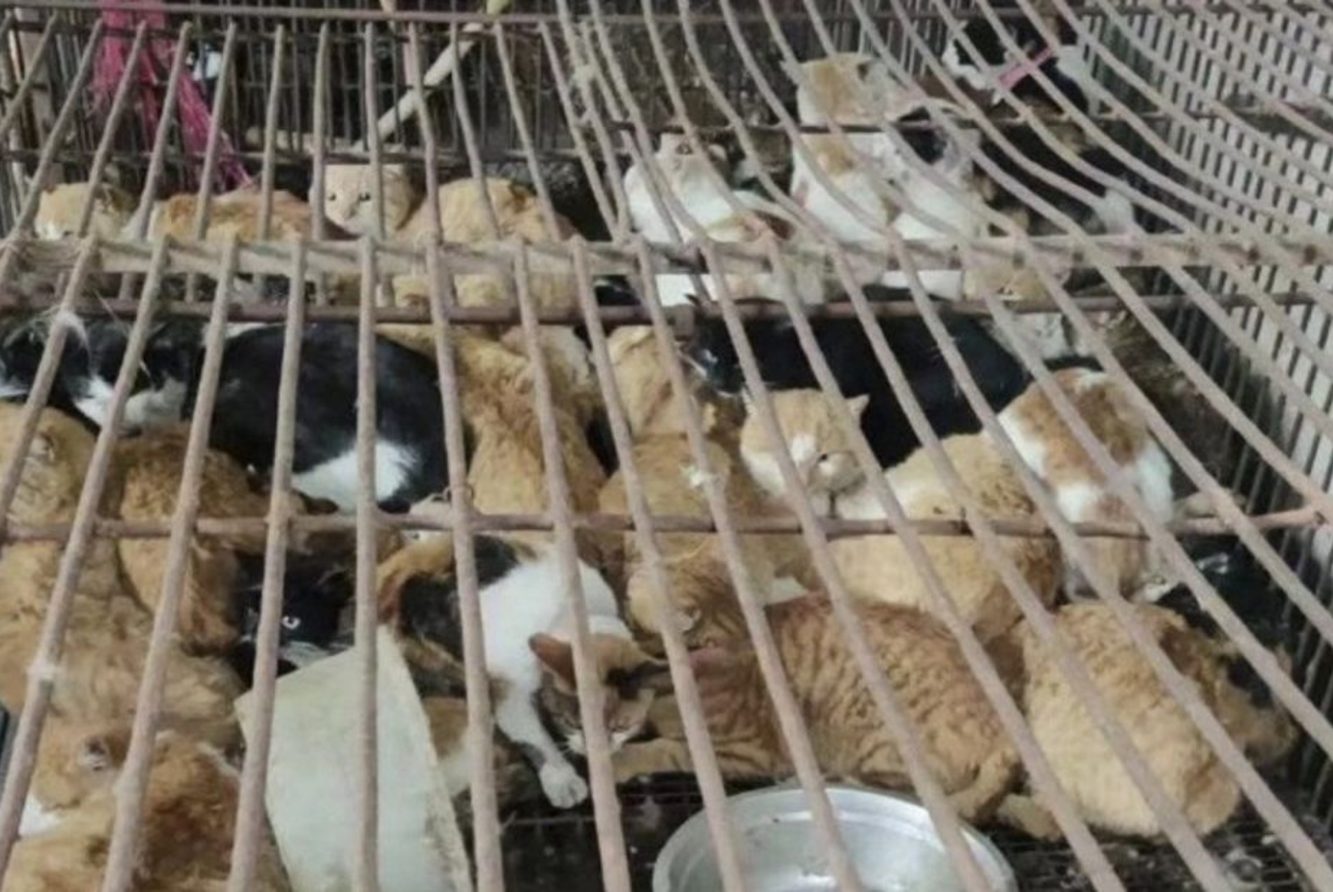 salvati gatti e gattini destinati al commercio di carne