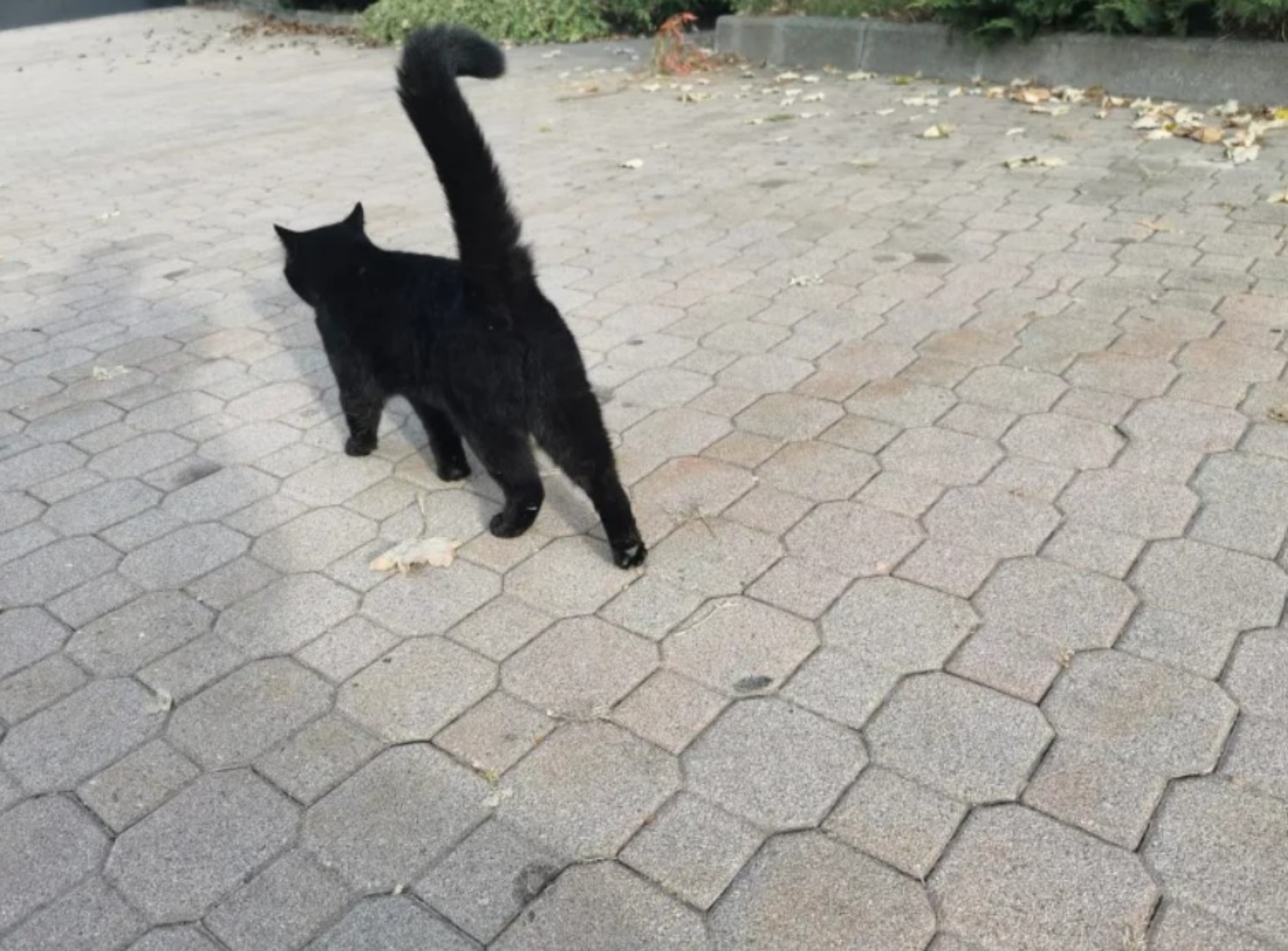 gatto Nerone comune salussola