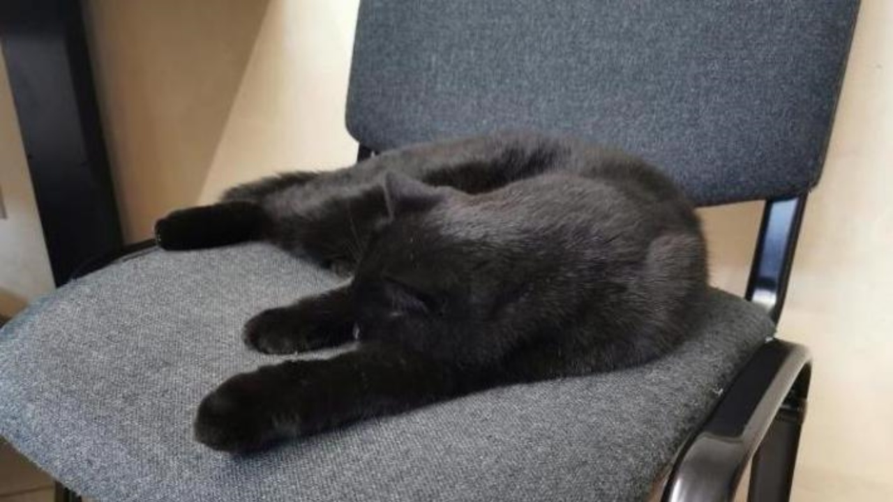 gatto nerone comune