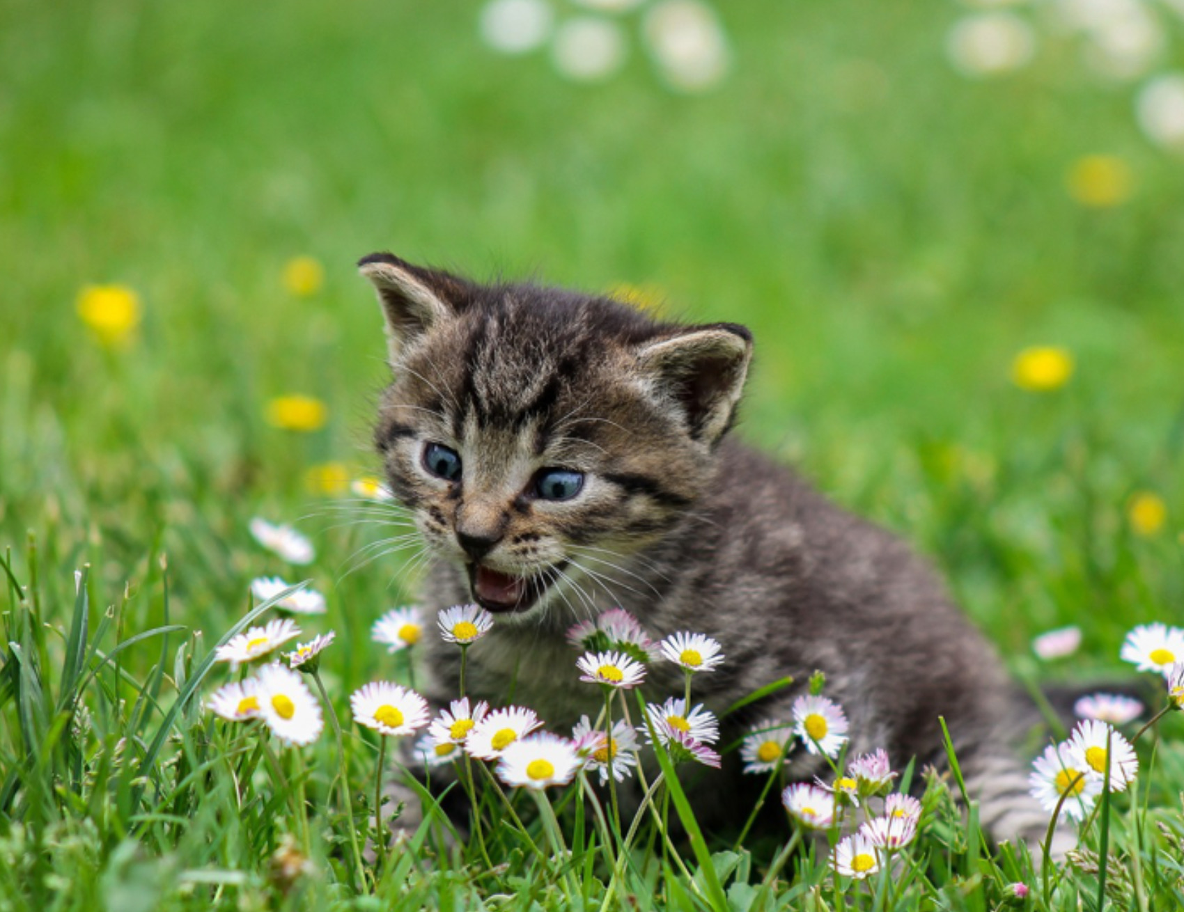 Gatto annusa i fiori