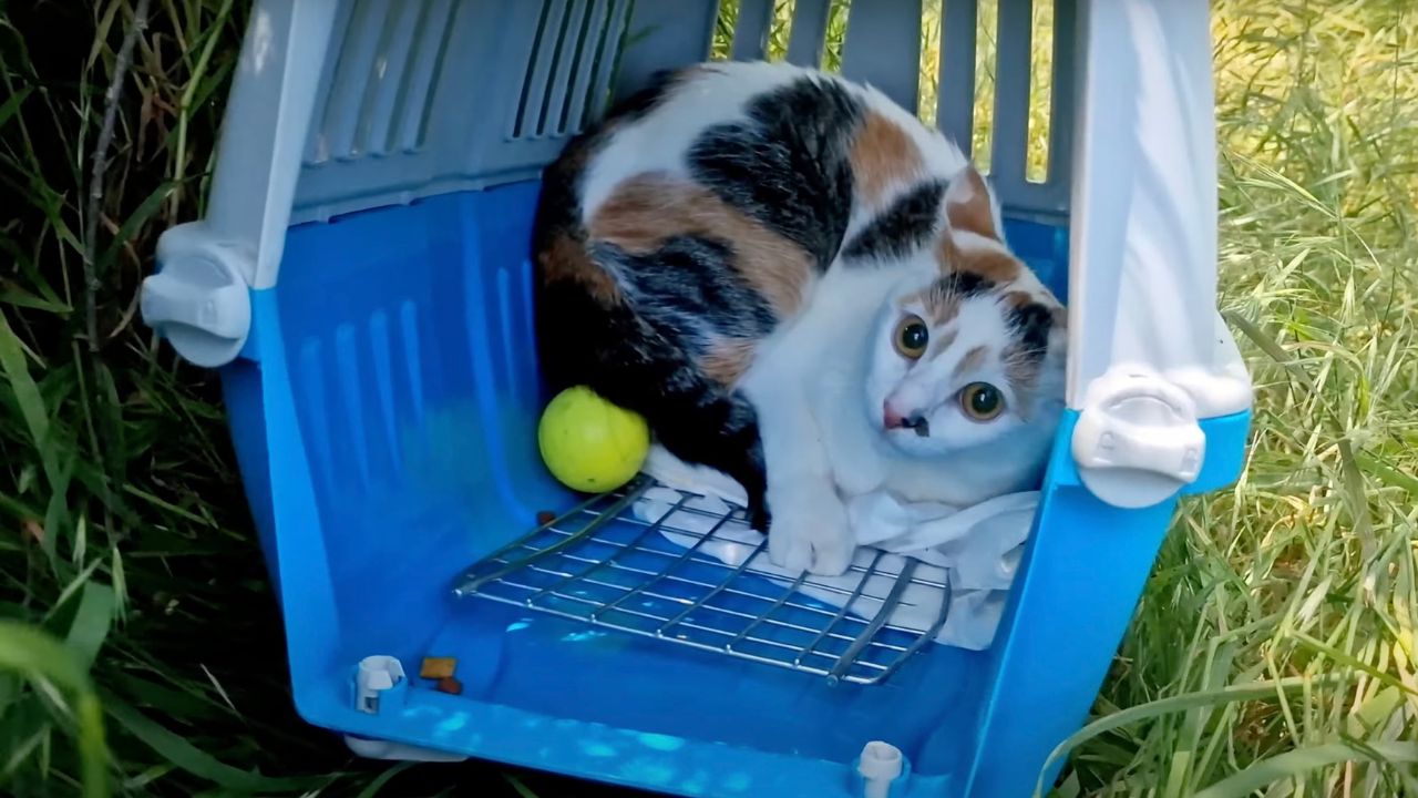 Gattino dentro il trasportino