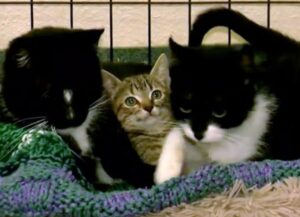 Un gattino cieco e la sua mamma fanno amicizia con un altro micio e ora sono un trio perfetto
