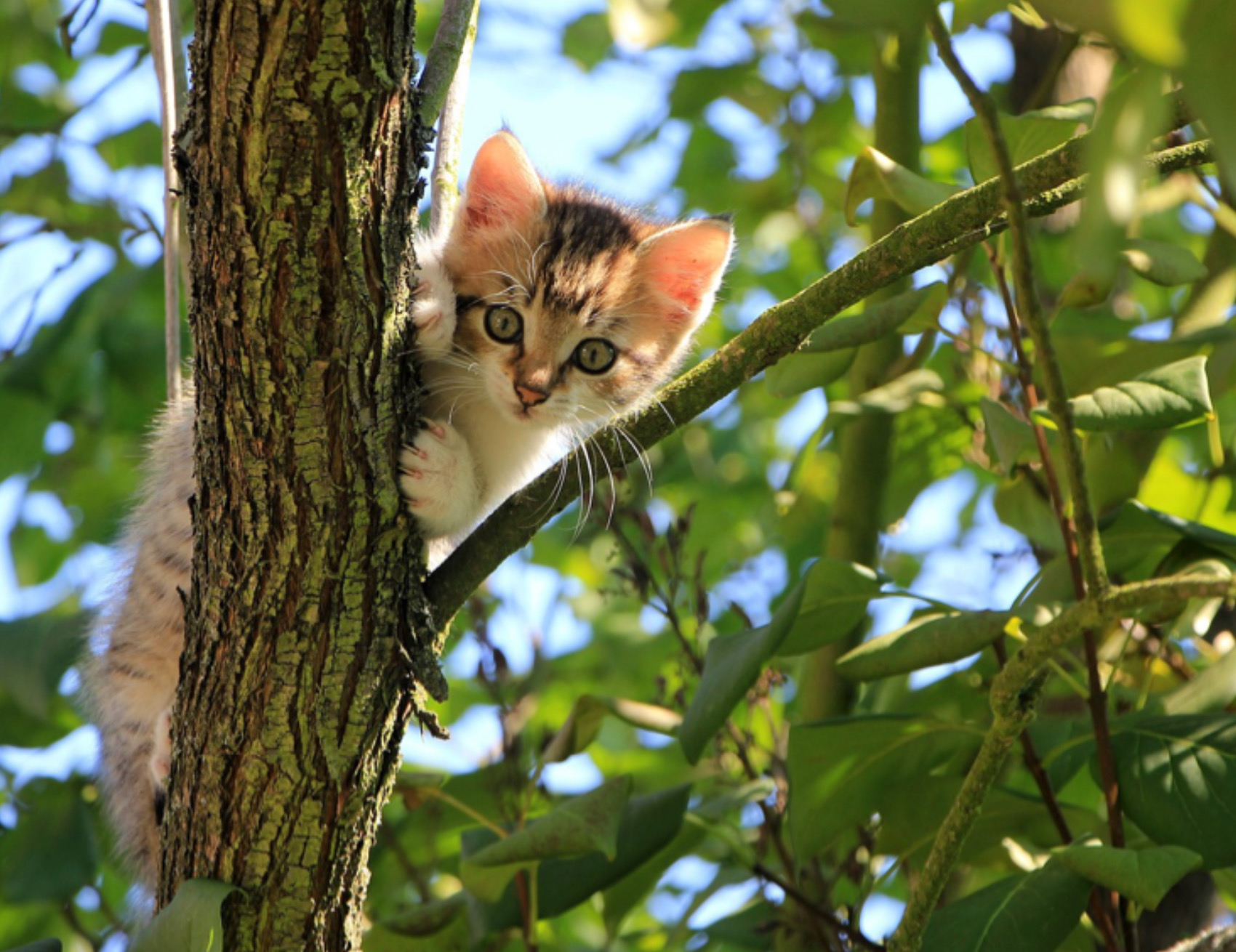 Gatto guarda avanti