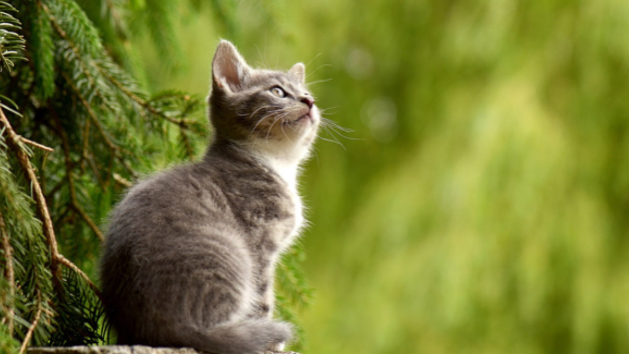 Gatto guarda in aria