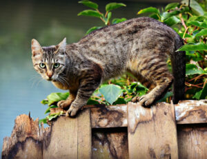Un nuovo studio sta cambiando quello che sappiamo sull’origine dei nostri gatti domestici