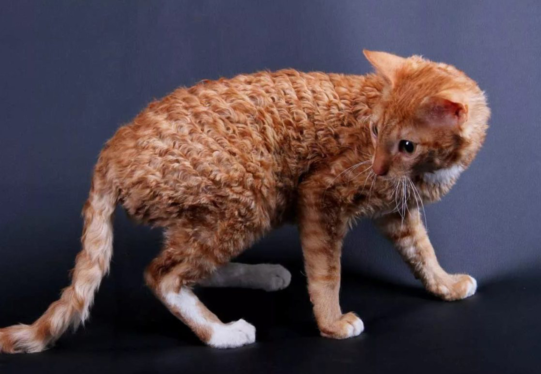 gatto con pelo riccio e mosso