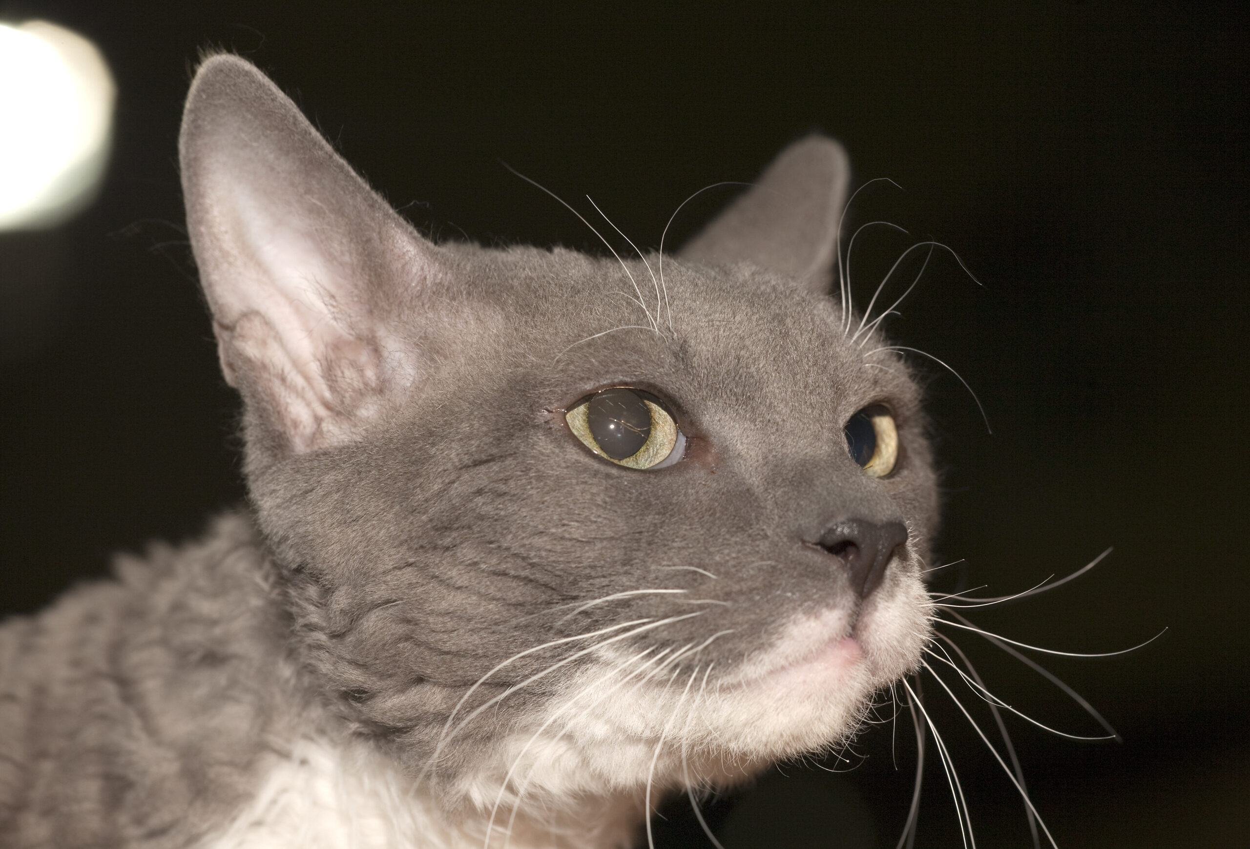 gatto ural rex bianco e grigio