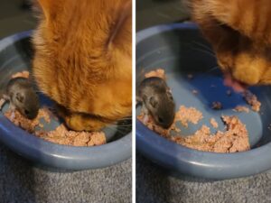 Questo adorabile gatto ha deciso di condividere la sua colazione con quella che dovrebbe essere la sua preda