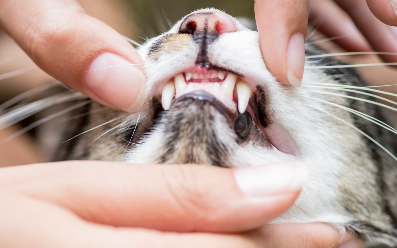 denti del gatto