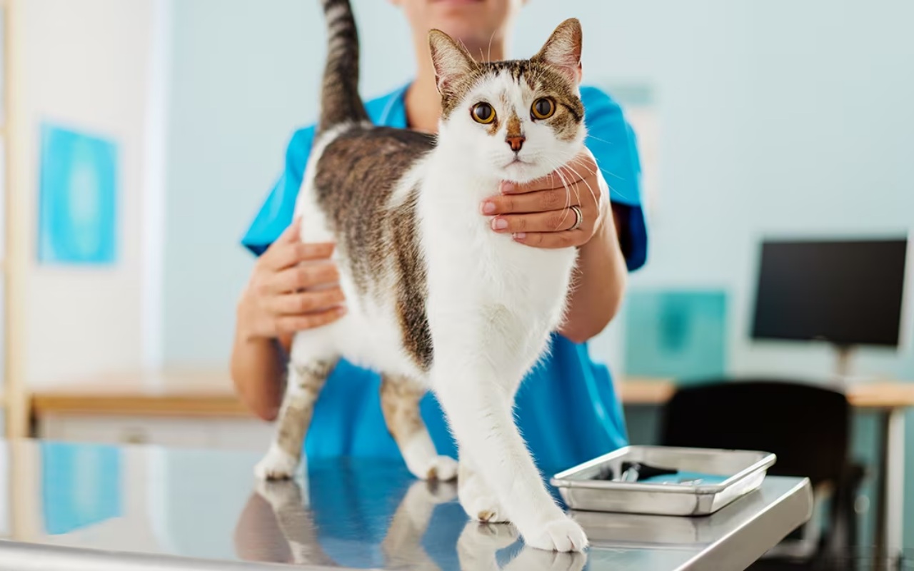 gatto dal veterinario