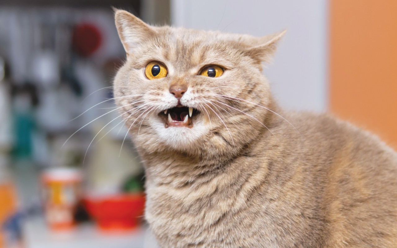 gatto col mal di denti