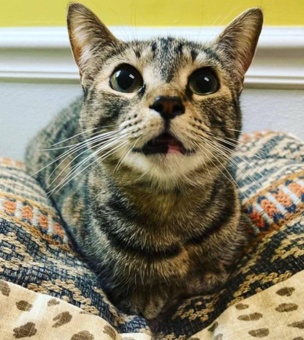 una gatta su una coperta