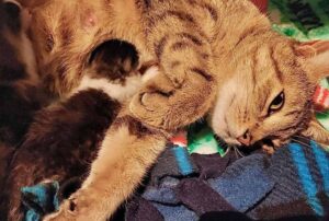 La gatta randagia incontra finalmente i suoi micini all’interno del rifugio e non riesce a contenere la sua gioia