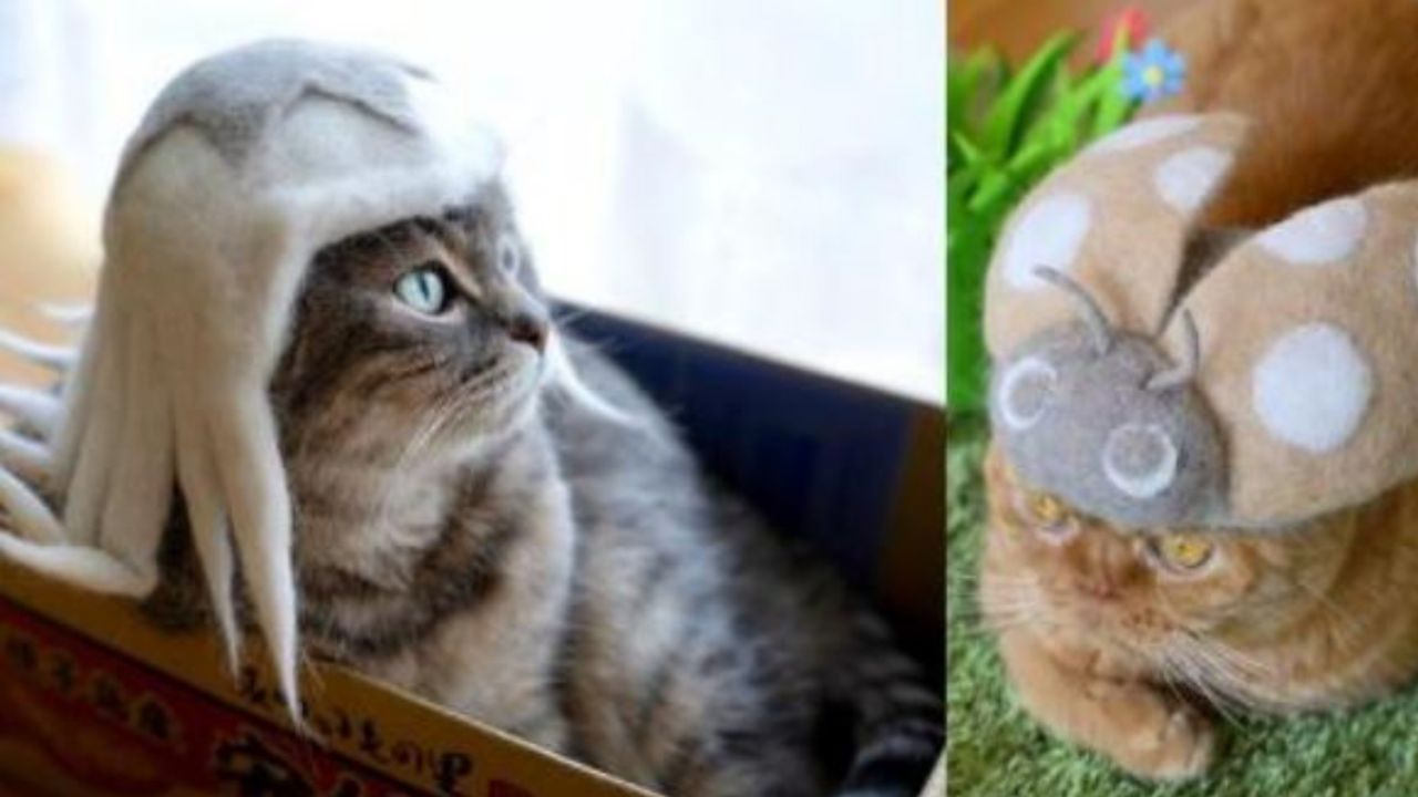 due gatti con dei cappelli fatti di pelo