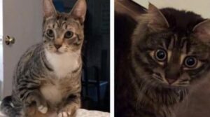Una vera e propria amante dei gatti ha adottato 4 mici dai bisogni speciali per dar loro la vita che si meritavano