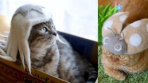 Questa coppia di gatti indossa degli insoliti cappelli fatti con i loro stessi peli