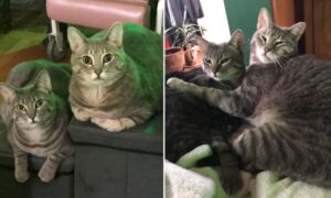 Tutti si commuovono quando vedono cosa fanno i gattini finalmente adottati e arrivati nella loro nuova casa