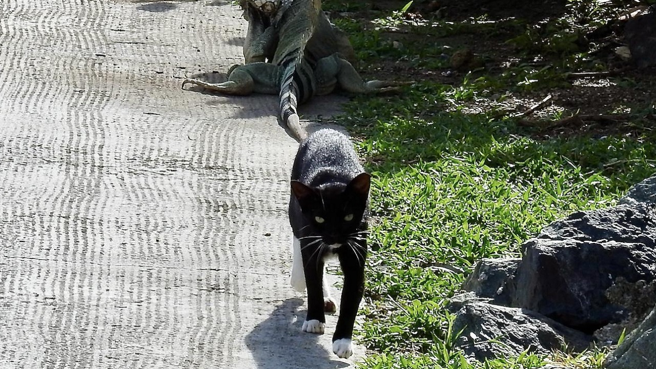 Gatto nero che cammina