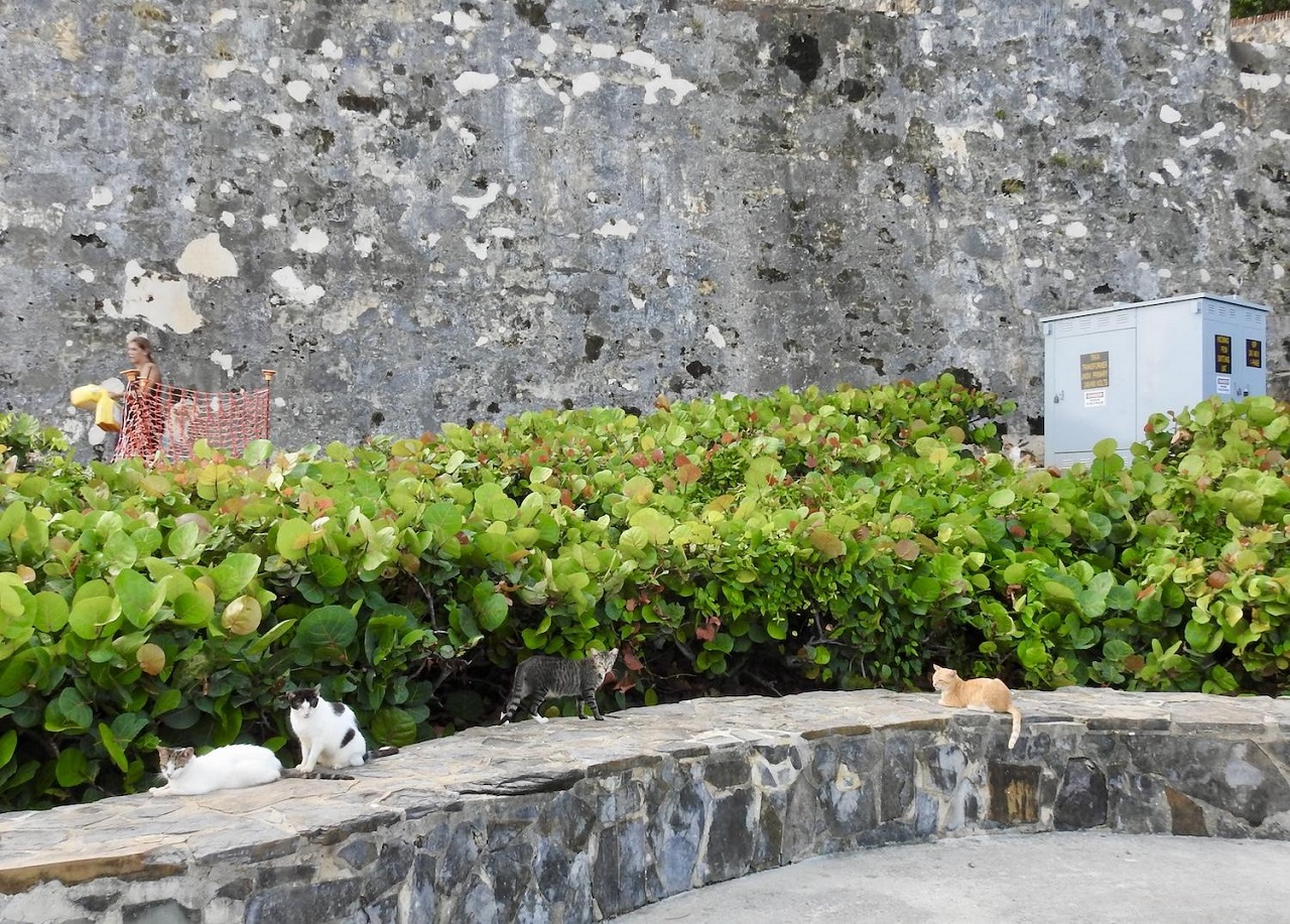 gatti del Paseo del Morro National Historical Trail