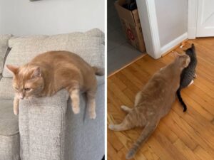 gatto arancione sdraiato sul pavimento