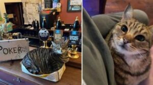Un ragazzo che cerca di avviare un’attività crea accidentalmente il primo pub per gatti della città